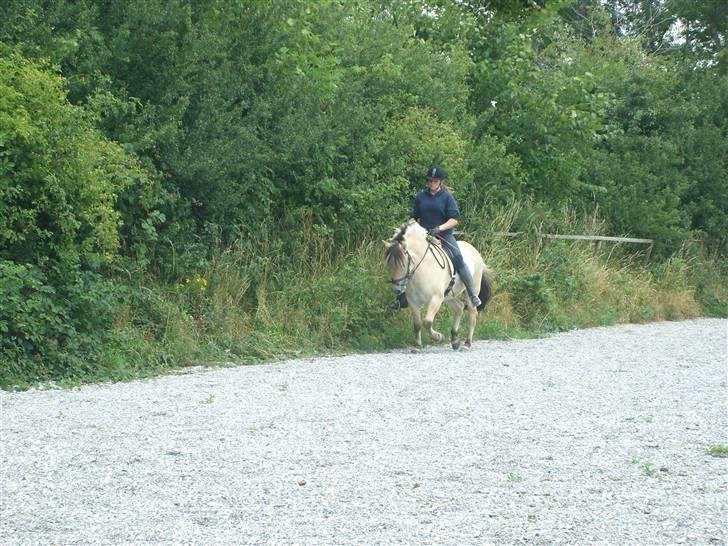 Fjordhest Manche (død);( billede 4