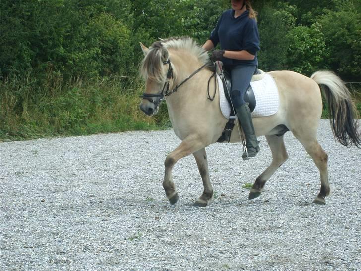 Fjordhest Manche (død);( billede 5