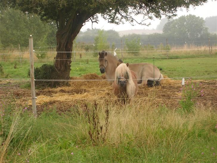 Fjordhest Manche (død);( - Manche ligger under "savanne træet" på folden:) Branderupdams Adam (elvis) står foran billede 6