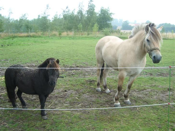 Fjordhest Manche (død);( - min elskede Mentos sammen med Manche mens Mentos stadig levede:( piv piv billede 7