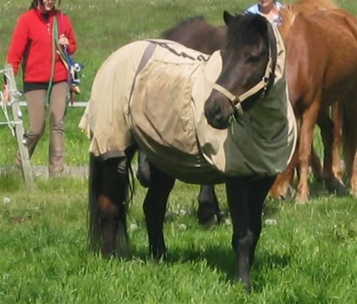Islænder Àfram fra Birk huse - " hvem der ?" billede 13