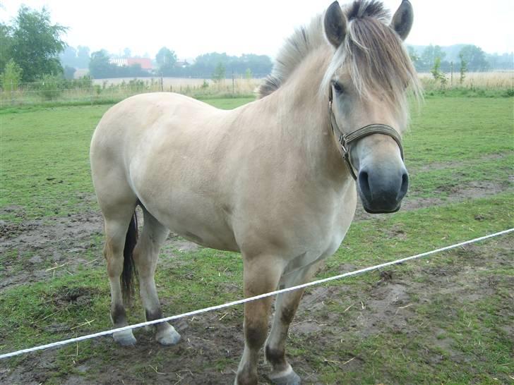 Fjordhest Manche (død);( billede 8