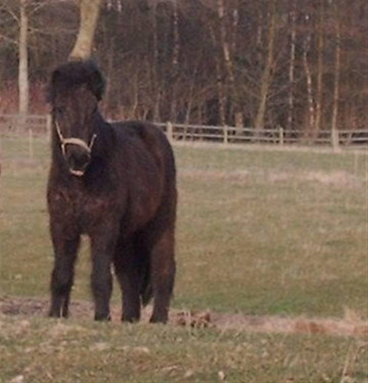 Islænder Àfram fra Birk huse - Áfram med vinter pels .. nu ved man hvorfor han bliver kaldt for bamse.. :b billede 14