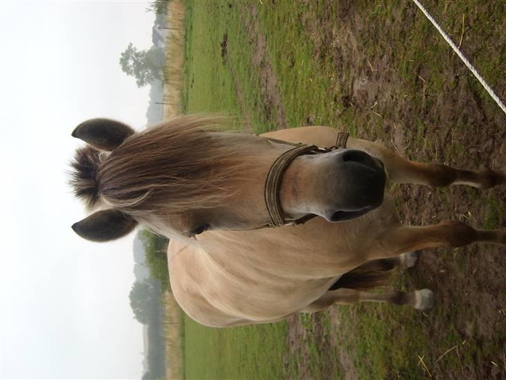 Fjordhest Manche (død);( billede 9