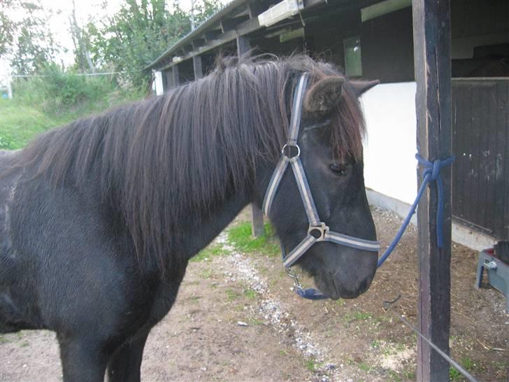Islænder Àfram fra Birk huse - Áfram billede 15