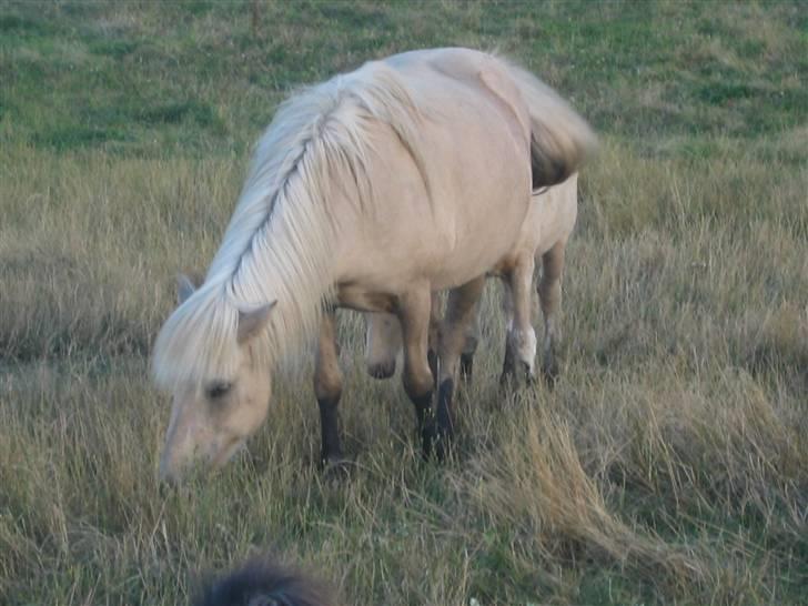 Islænder Frigg fra Akurgerði - Frigg og silkisíf har været ude i det dejlige mudder. så de har fået  ´ sorte sokker ´ .. :b billede 12