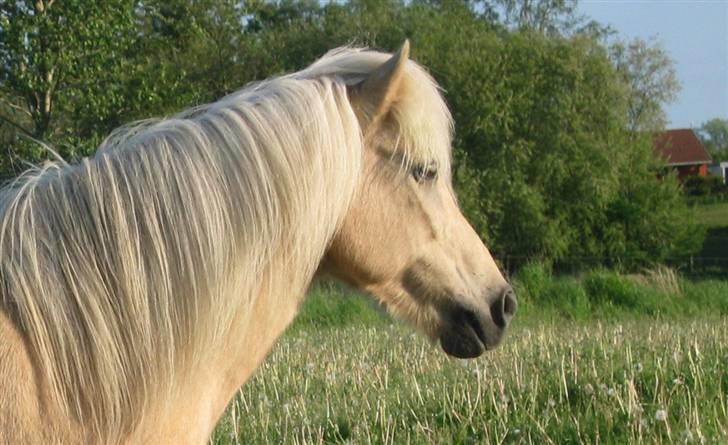 Islænder Frigg fra Akurgerði - " hvem der  ? " billede 13