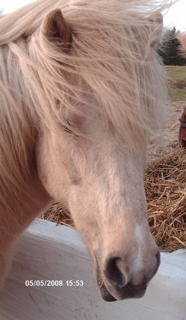 Islænder Frigg fra Akurgerði - Hun er bare så F****** pæn.. Frigg er født til at være prinsesse.  billede 14