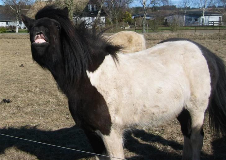 Islænder Floka fra Lindebjergvej - floka <33 billede 6