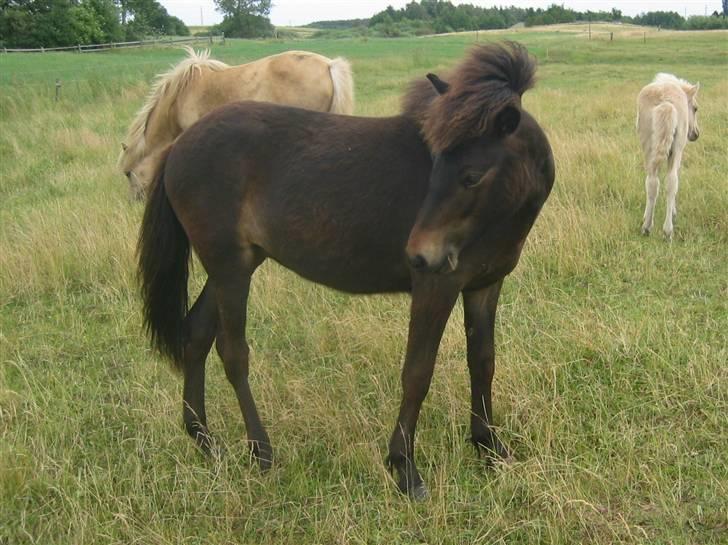 Islænder Tritla fra Lindebjerg - hvor er du smuk!! <3 billede 16