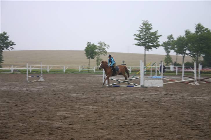 Irsk Sportspony Irish Duke :'(SOLGT :'( billede 18