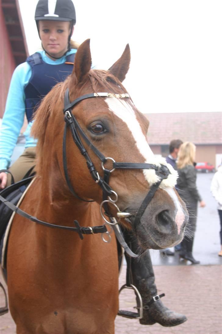 Irsk Sportspony Irish Duke :'(SOLGT :'( billede 19