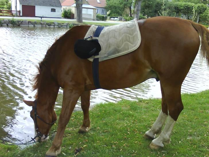 Anden særlig race Maximus (EHC's Buller) - Ved gadekæret i Sengeløse :) billede 7