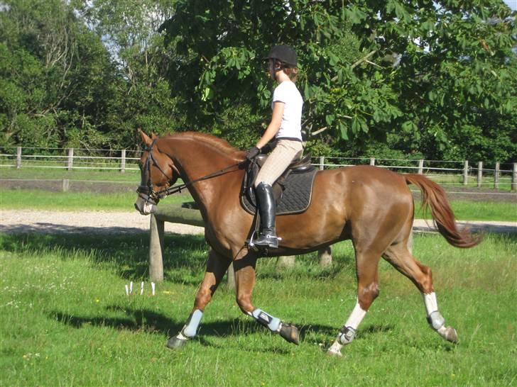 Dansk Varmblod Royal Robin - så suser vi lige lidt rundt udenfor ;p billede 14