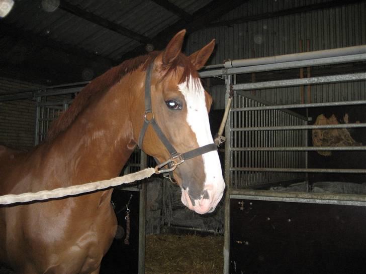 Dansk Varmblod Royal Robin - Kommer til at savne ham, når jeg tager på efterskole /´: billede 16
