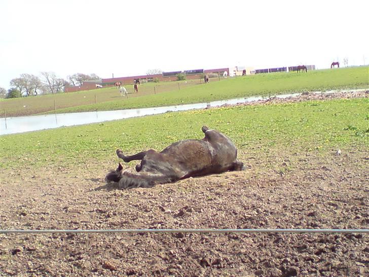 Anden særlig race chico  *solgt*): - ahhhh det er aldtid dejligt at rulle sig  billede 18