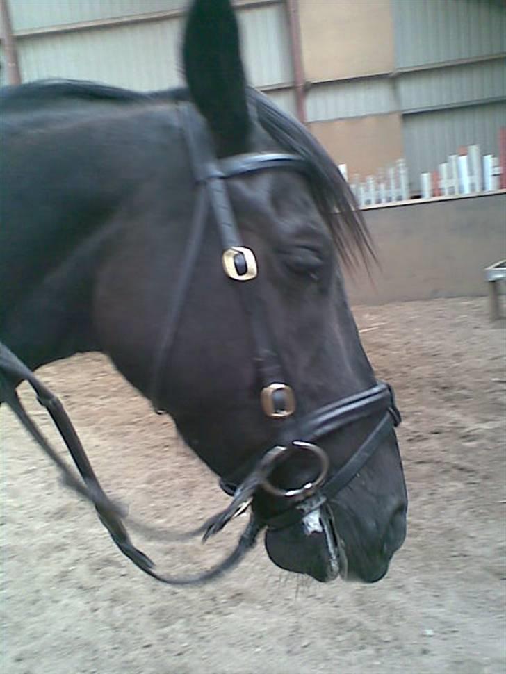 Anden særlig race Snip "Stoffer" Solgt - Så er det tid til power nap billede 16