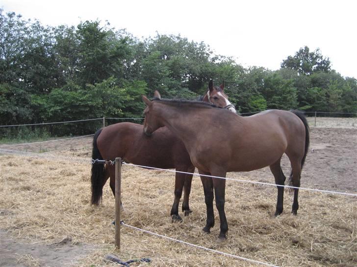 New Forest Starlight(R.I.P) - starlight og Ricka står og grubber. billede 13