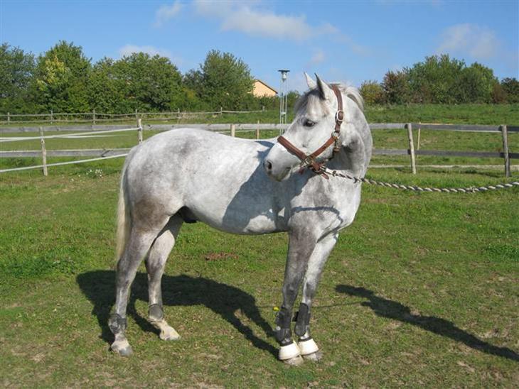 {{currentPhoto.altText}} billede {{currentPhoto.number}}