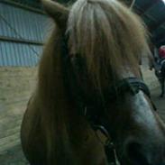 Anden særlig race bjanka