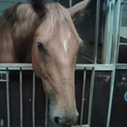 Dansk Varmblod Comtesse <3