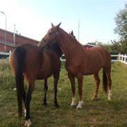 Dansk Varmblod Comtesse <3