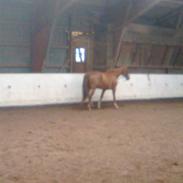 Dansk Varmblod Comtesse <3