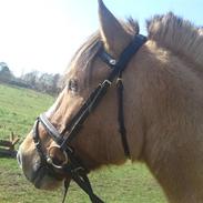 Anden særlig race Charlie (R.I.P)