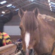 Anden særlig race Charlie (R.I.P)