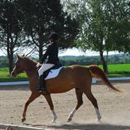 Arabisk fuldblod (OX) Flicka