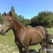 Anden særlig race Scarlet**SOLGT**