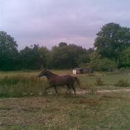 Anden særlig race Scarlet**SOLGT**