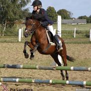 Anden særlig race Ginger