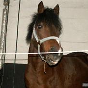 Anden særlig race Ginger