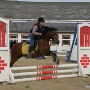 Anden særlig race Ginger