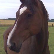 Dansk Varmblod vagus af rødhus - død :(