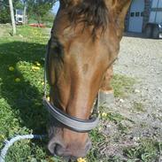 Hollandsk Varmblod Unieke II