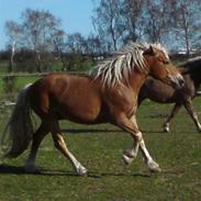 Haflinger Stranor