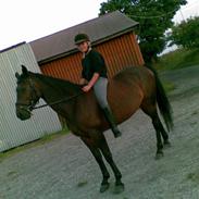 Oldenborg Møllevangs Emma *R.I.P.*