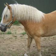 Haflinger Hafferlaffen (Laffe)