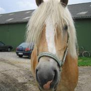 Haflinger Hafferlaffen (Laffe)