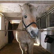 Fjordhest Apollon (gammel part )