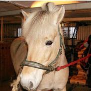 Fjordhest Apollon (gammel part )