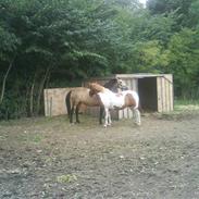 Connemara Goldie solgt:(