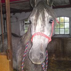 Anden særlig race Latino