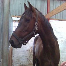 Dansk Varmblod Santos New Field *DØD*