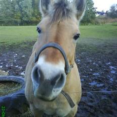 Fjordhest bøgehøj´s Cindy Babe*Himmelhest*