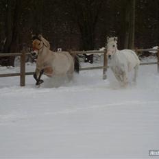 Fjordhest bøgehøj´s Cindy Babe*Himmelhest*