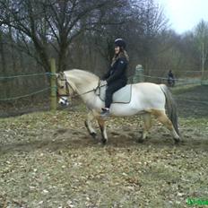 Fjordhest bøgehøj´s Cindy Babe*Himmelhest*