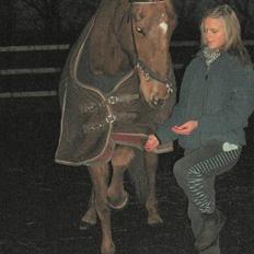 Dansk Varmblod Manja